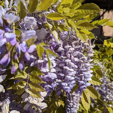 Cascina Cortese 3* Vigliano d'Asti